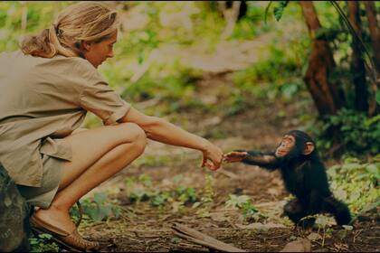 Jane Goodall protagonista del documental Jane que estrena National Geographic en el que se recuperaron cientos de horas de grabaciones de sus primeros años en Africa