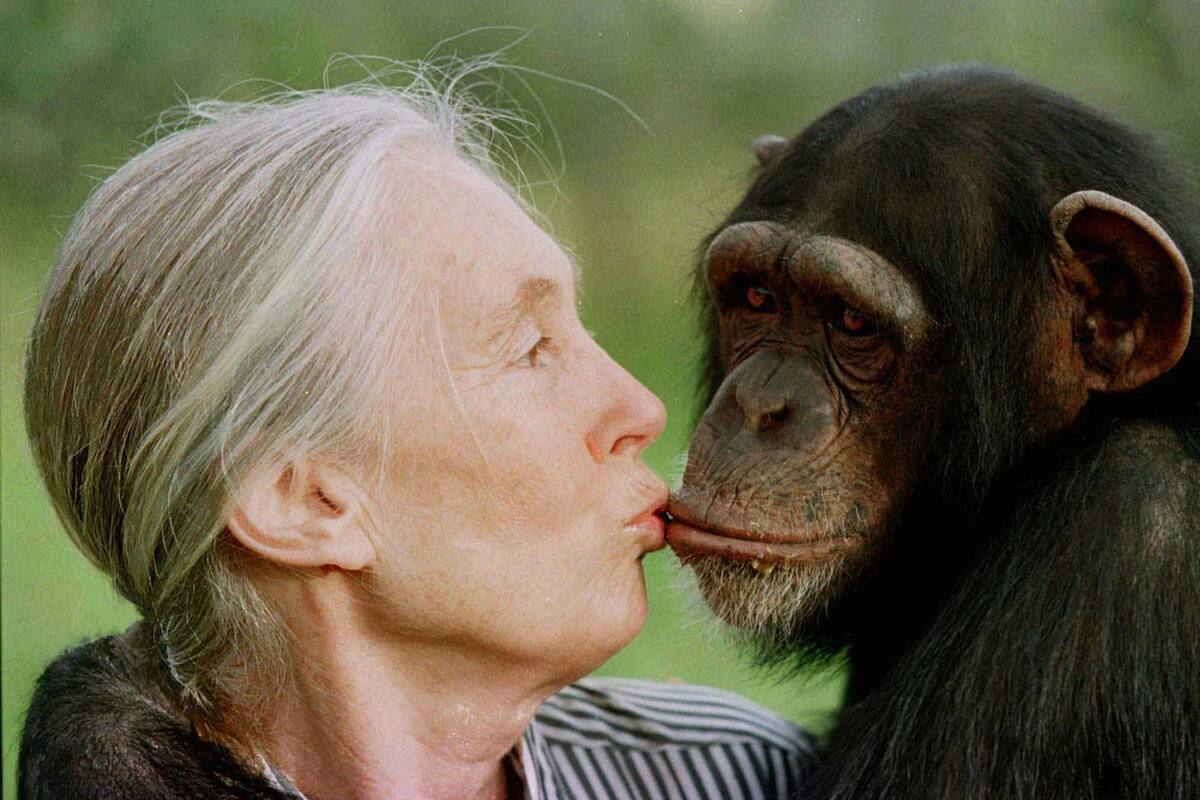 Jane Goodall y un beso para la chimpancé Tess, en el santuario de Sweetwaters, en Nairobi, Kenia, en 1997