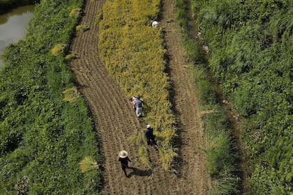 Japón busca impulsar su producción pese a las limitantes