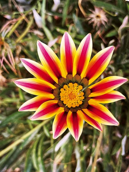 Jardín Botánico de altura