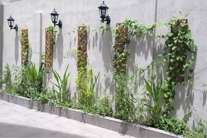 Jardín con enredaderas nativas diseñado por Más que Yuyos.