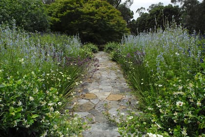 Jardín de flores: sector de colores fríos, como salvias y verbenas.