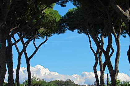 Jardín de los Naranjos