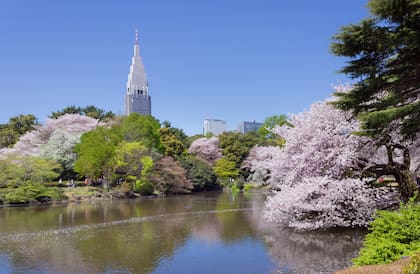 Jardín Nacional Shinjuku Gyoen en Tokio, Japón