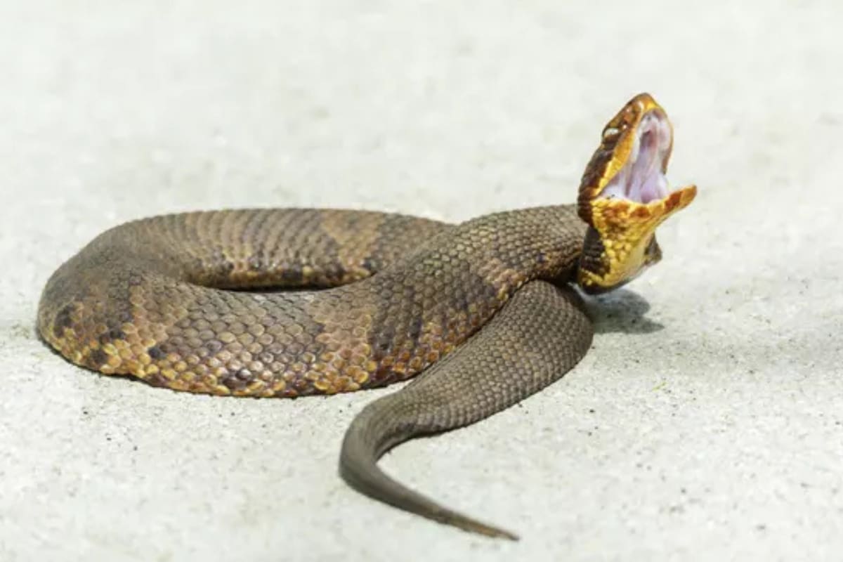 Jardines descuidados y presencia de roedores atraen serpientes a zonas residenciales