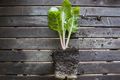 Jardines verticales, canteros de balcón o macetas son lugares para cultivar frutas y verduras.