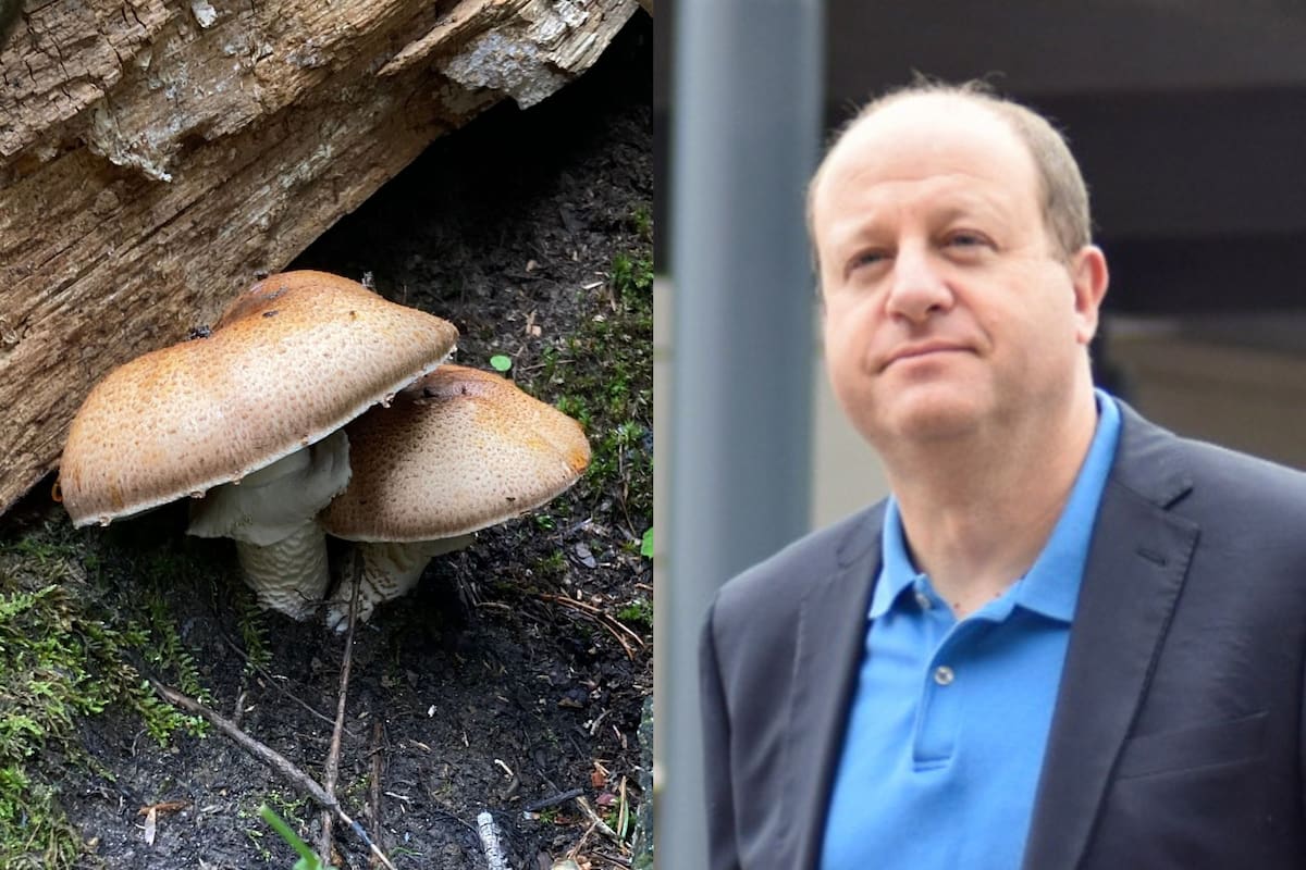 Jared Polis declaró que el Agaricus julius es el hongo oficial de Colorado (Facebook/Governor Jared Polis)
