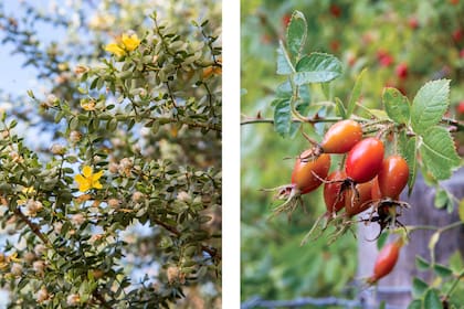 Jarilla y rosa mosqueta, dos productos de la estepa patagónica y componentes de los productos de Proyecto Auras. El 80% de los produtores de Proyecto Auras son regionales y pequeños emprendedores de la Patagonia.