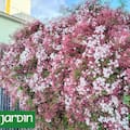 Qué plantas están florecidas ahora y llenan de color o perfume las calles de la ciudad