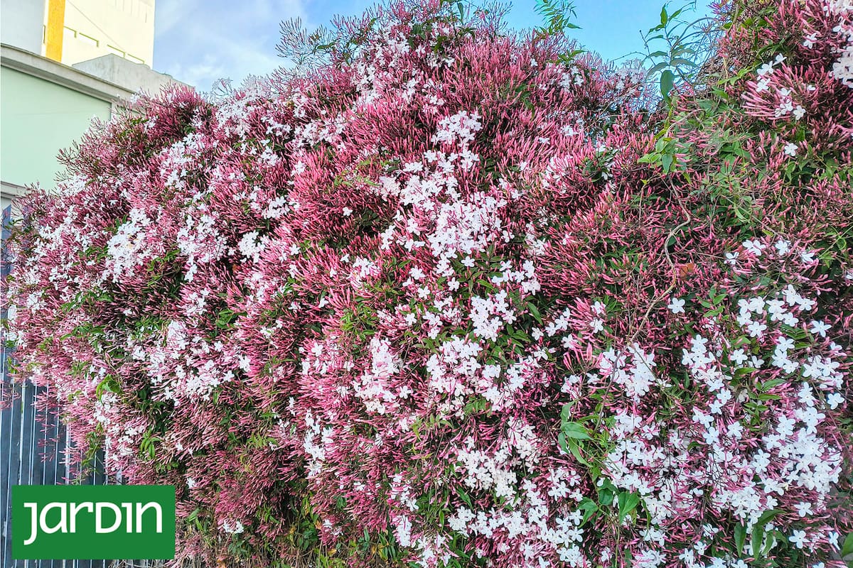Jasminum polyanthum