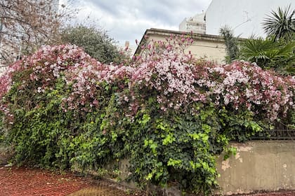 Jasminum polyanthum que anuncia que la primavera está por llegar