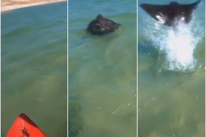 Jason Bater se encontraba surfeando en Australia cuando una sombra saltó del agua y casi choca con él