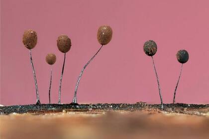JASON MCCOMBE / BRITISH WILDLIFE PHOTO AWARDS
