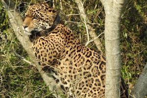 La yaguareté que terminó en un árbol rodeado de pecaríes: la historia detrás de su regreso a Iberá