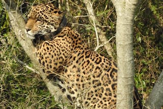 La yaguareté que terminó en un árbol rodeado de pecaríes: la historia detrás de su regreso a Iberá