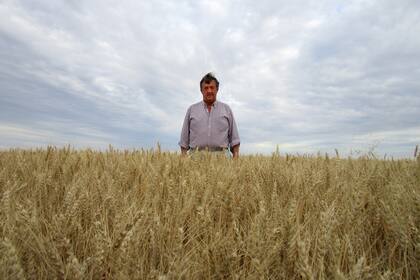 Javier Fornieles tuvo rendimientos de hasta 8800 kilos por hectárea en un planteo con riego en esa región del extremo sur bonaerense