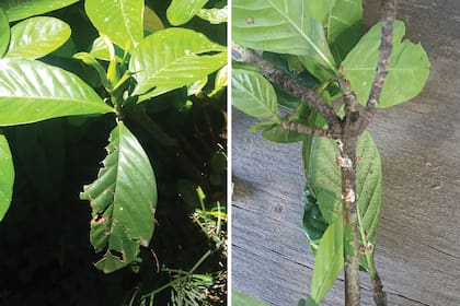 Izquierda: hojas dañadas por insectos masticadores. Derecha: así luce una planta con cochinilla.