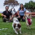 “Mucha gente decide no adoptar un perro viejito o con una necesidad especial porque piensa que es mucho gasto o más preocupación”