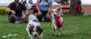 “Mucha gente decide no adoptar un perro viejito porque piensa que es mucho gasto o más preocupación”