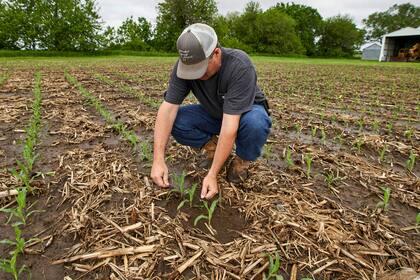 Jeff Jorgenson observa las plantas jóvenes de maíz. Alrededor de una cuarta parte de su tierra se perdió este año debido a las inundaciones del río Missouri, y gran parte de su propiedad restante se inundó con fuertes lluvias y agua del vecino río Nishnabot