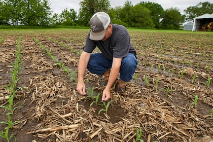 Los excesos de humedad de semanas atrás fueron escurriendo y el maíz y la soja emergen en un inicio de ciclo 2019/2020 muy complejo para los farmers