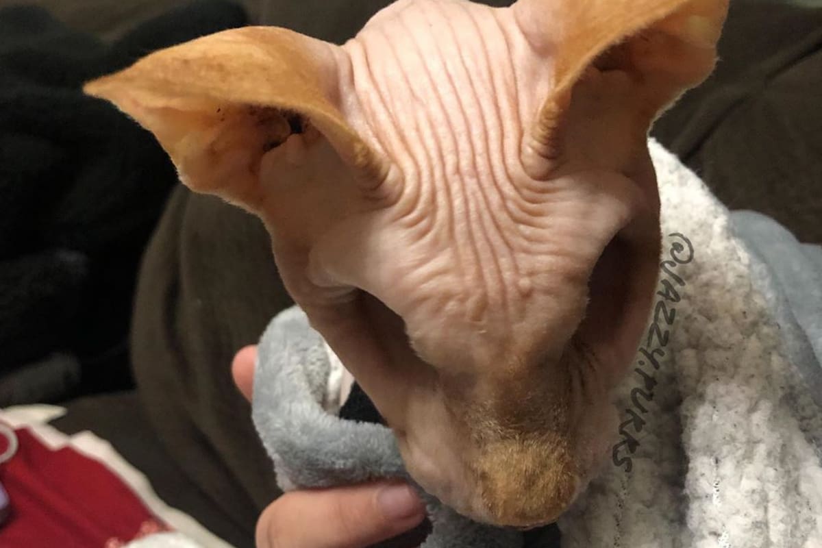 Jesper fue adoptado cuando sólo tenía dos años