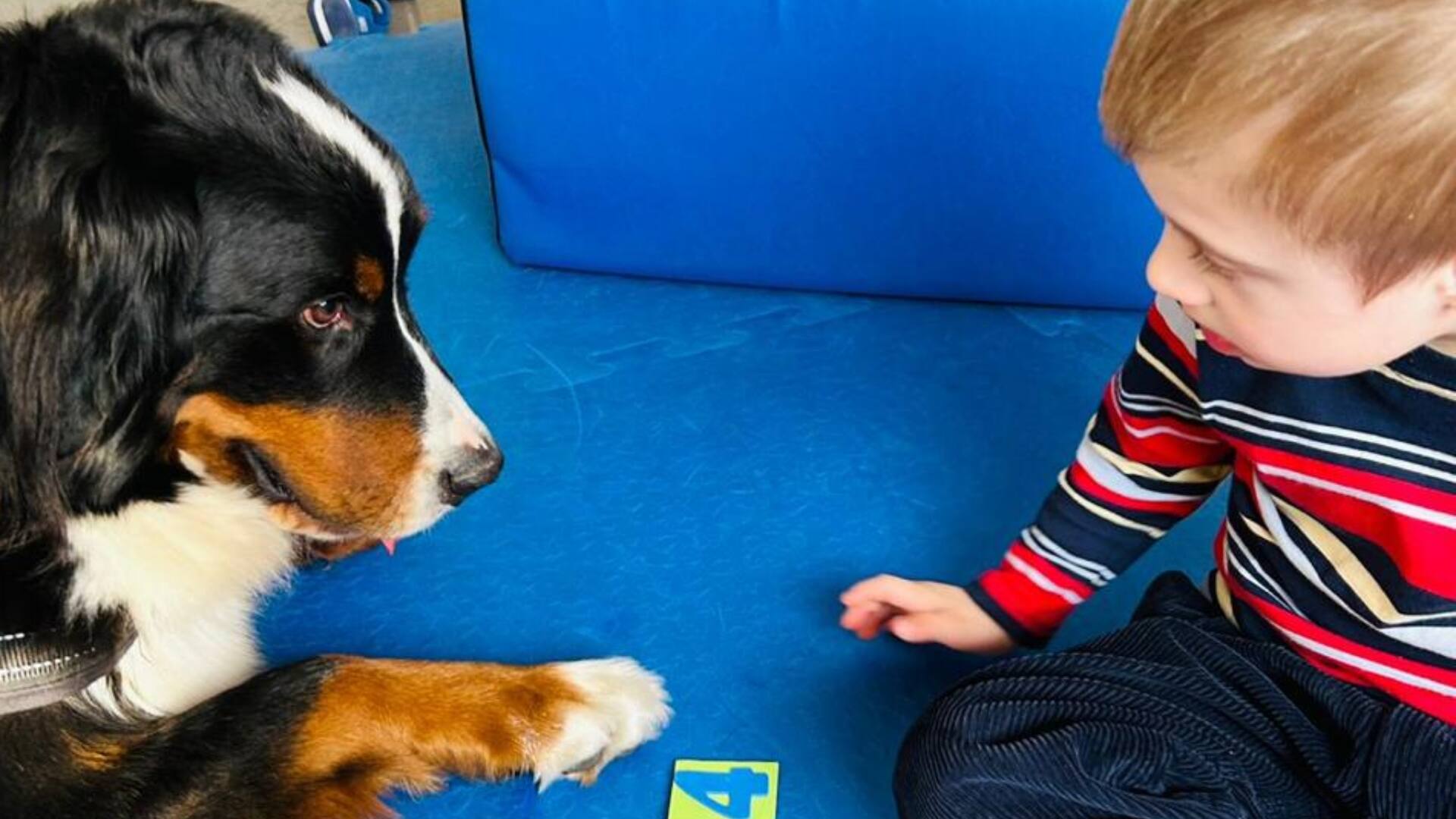 Joaquín en plena intervención con un perrito.