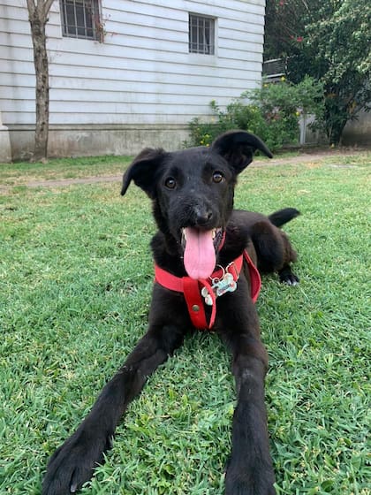 Joaquina, la perra que sobrevivió al impacto de un petardo y fue adoptada gracias al accionar de Patitas al rescate