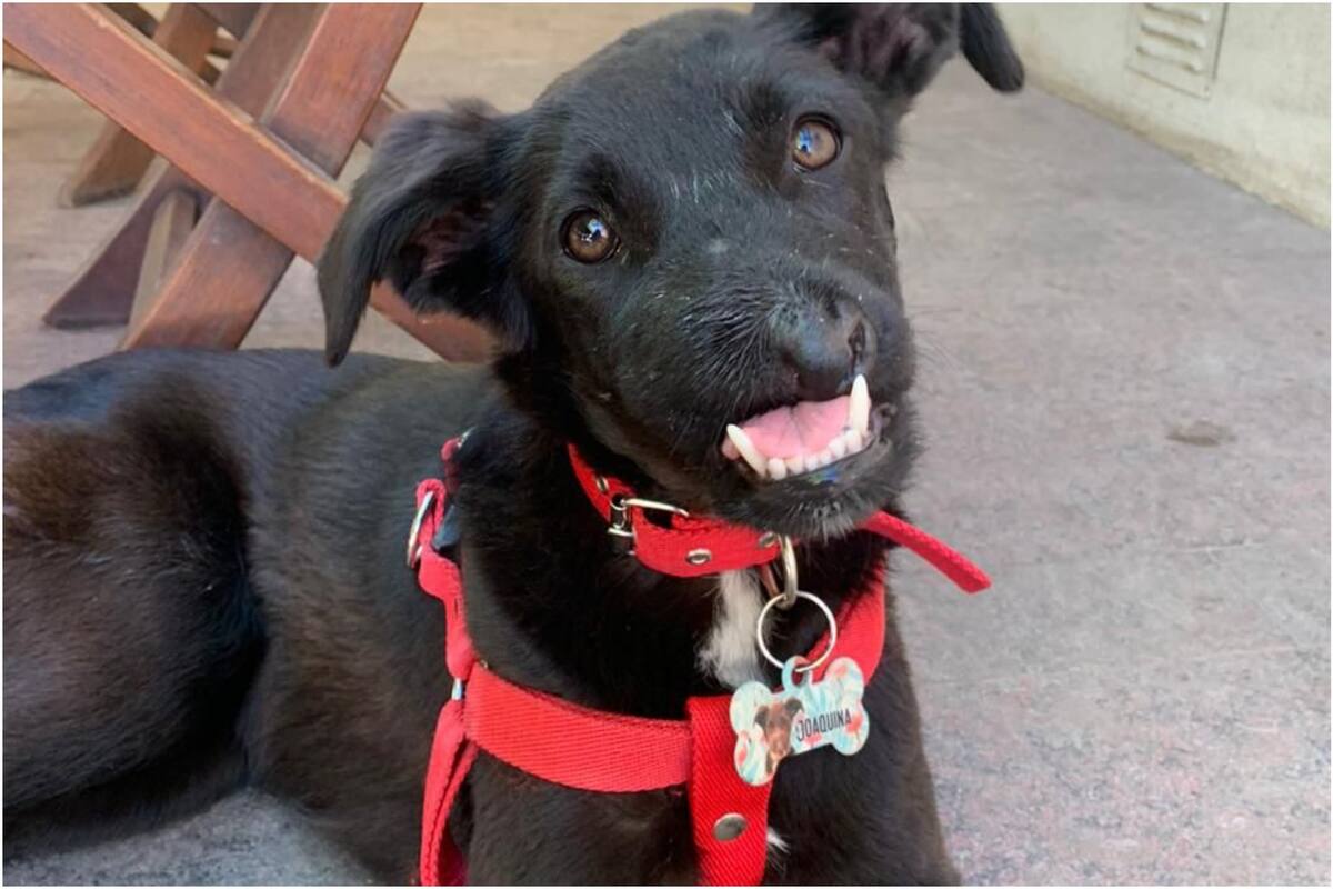Joaquina recibió el peor trato del ser humano, pero su vida dio un giro cuando fue adoptada por una familia de Villa Ballester