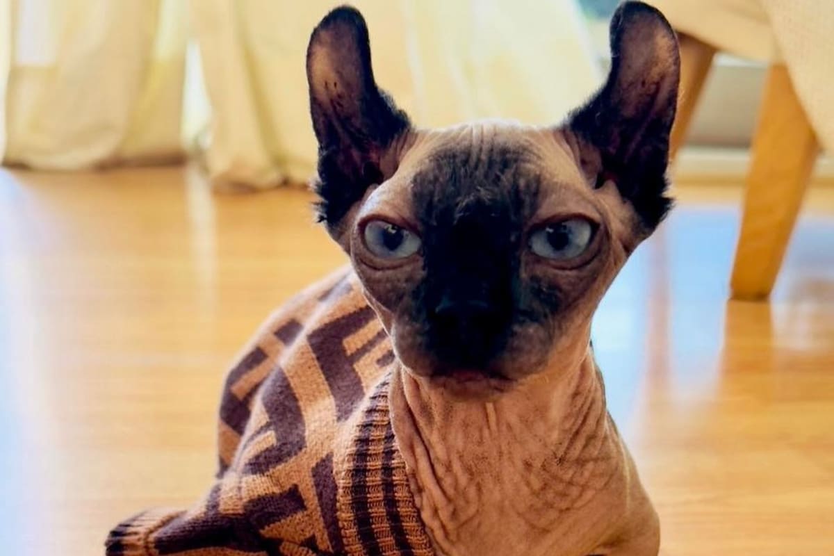 Joaquino, el gato de Marina Calabró, pertenece a la raza sphynx o también llamado gato esfinge proveniente de Canadá