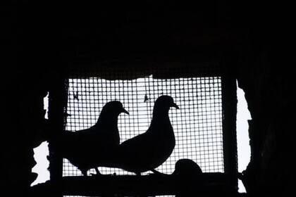 Joe provenía del estado de Alabama, en Estados Unidos