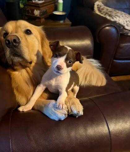 Joey se adaptó rápidamente a la familia de Liz (Foto: The Dodo)