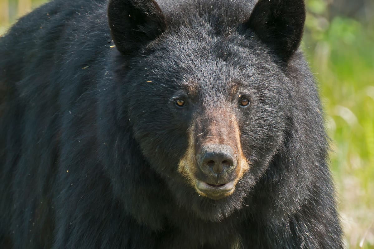 Johnny era un animal popular en el zoológico; la foto es solo ilustrativa