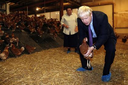 Johnson vistió ayer una granja avícola en Gales