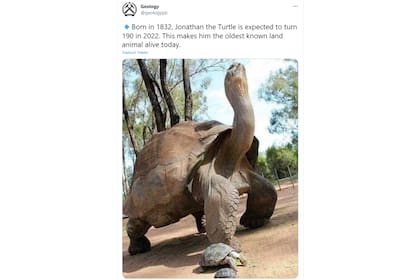 Jonathan, ya posee el título del animal terrestre más antiguo conocido