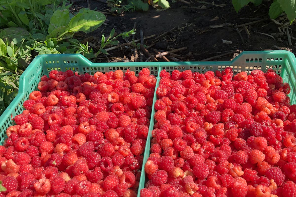 Jorge Antonio: "Hace ocho años arrancamos con los jugos naturales con la marca ‘Nada más que’
