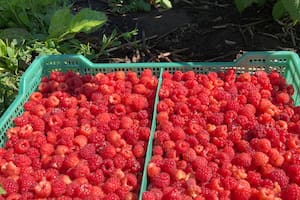 Empezó con selectos frutos donde nadie lo había hecho y cuenta cuál es el secreto para arrancar de cero
