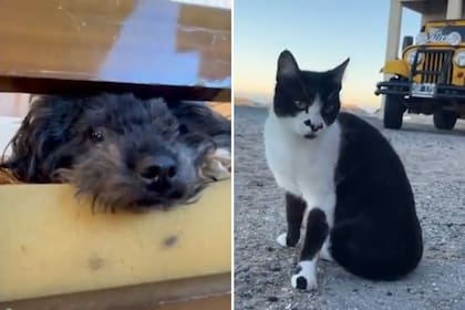 Jorge vive junto a su caniche Hachi y su gata Antonia
