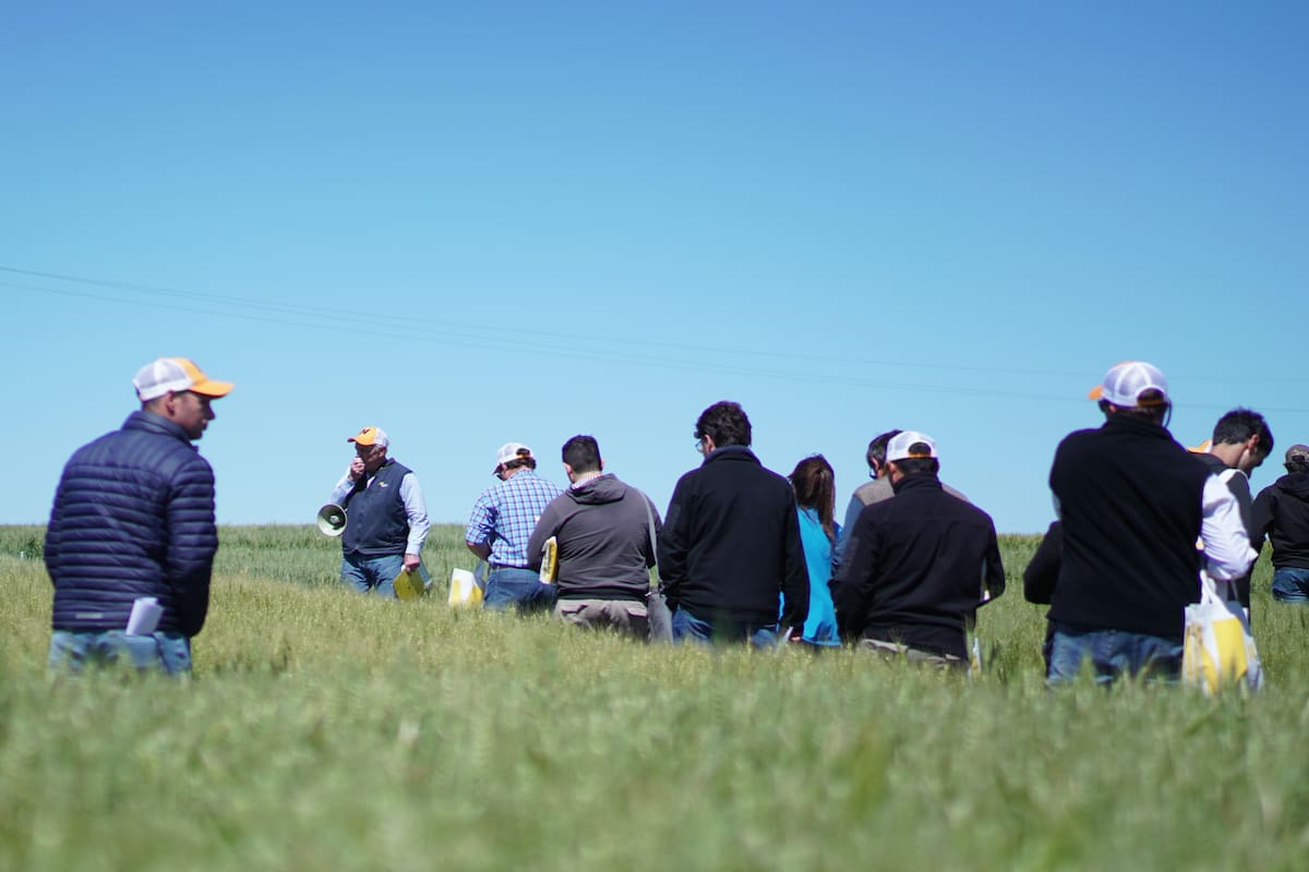 Jornada de trigo en Tandil
