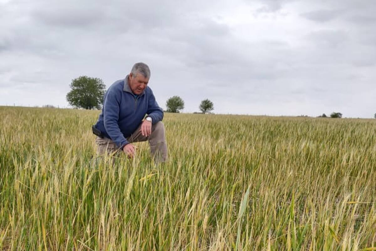 José Luis Roca, un productor de Bigand, Santa Fe. En esa provincia se producirá un 48% menos de trigo
