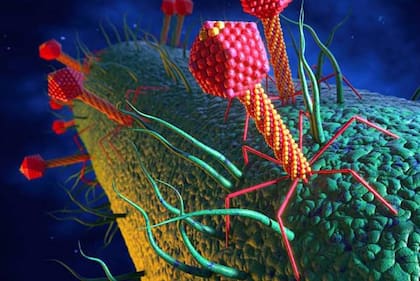 Ilustración de fagos atacando bacterias. Los fagos tienen una cabeza donde se aloja el material genético y una columna que funciona como una jeringa por la cual “inyectan” ese material en la bacteria.