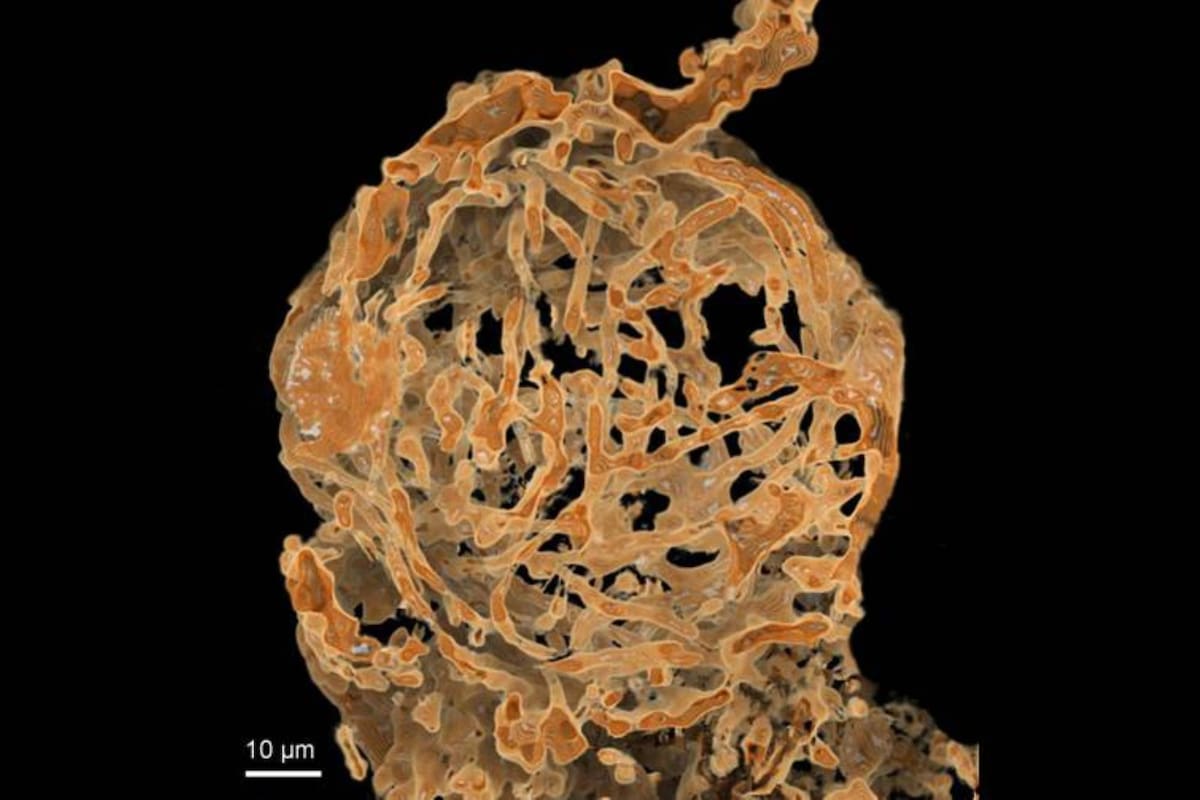 Journal of Royal Society