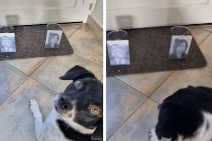 Joy, la perra del profesor John Antonakis, predijo el resultado de las elecciones presidenciales de Estados Unidos