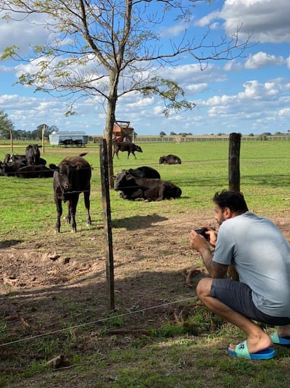 Juan Barcos fotografiando a sus novillos wagyu