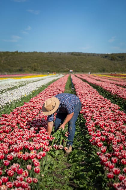 Una imagen tan perfecta como efímera: las 30 variedades de tulipanes que tapizan la chacra.