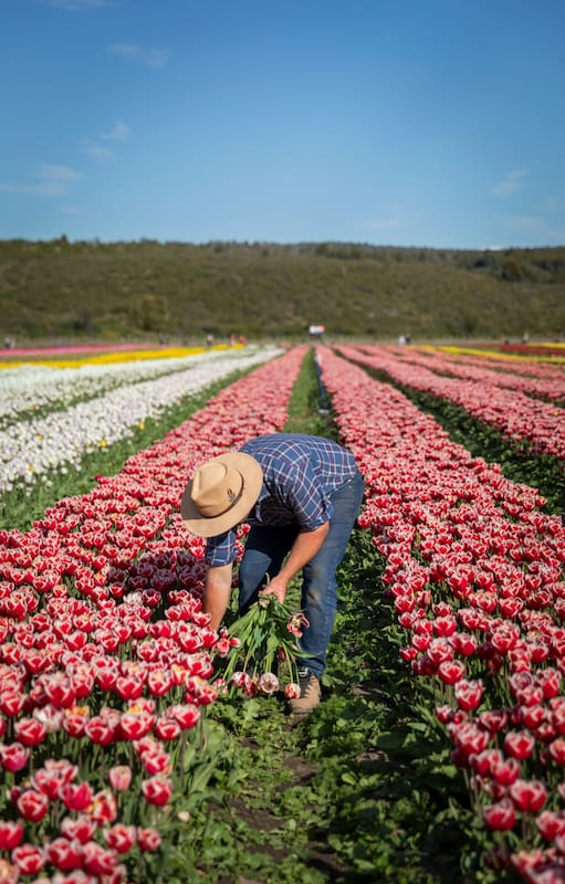 Juan Carlos Ledesma cosecha los tulipanes para regalarles a los visitantes : "Deberías verles las caras de felicidad cuando reciben una flor", dice.