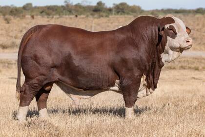 Juan Debernardi SRL & Select Sires Argentina, junto a Corral de Guardia, de Bellamar Estancias, adquirieron a Pay Ubre, de la raza Braford, en $8,7 millones. Gentileza Debernardi