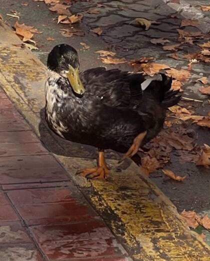 Juan, el pato que pertenece a una florista del centro de Mendoza, fue el protagonista de quejas de vecinos porque molestaba a animales de compañía