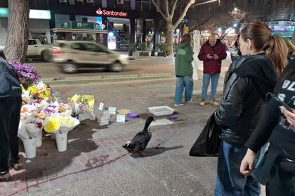 Juan, es el pato de una florista, y quedó envuelto en una controversia por circular libremente por el microcentro de Mendoza