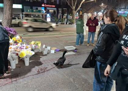 Juan, es el pato de una florista, y quedó envuelto en una controversia por circular libremente por el microcentro de Mendoza